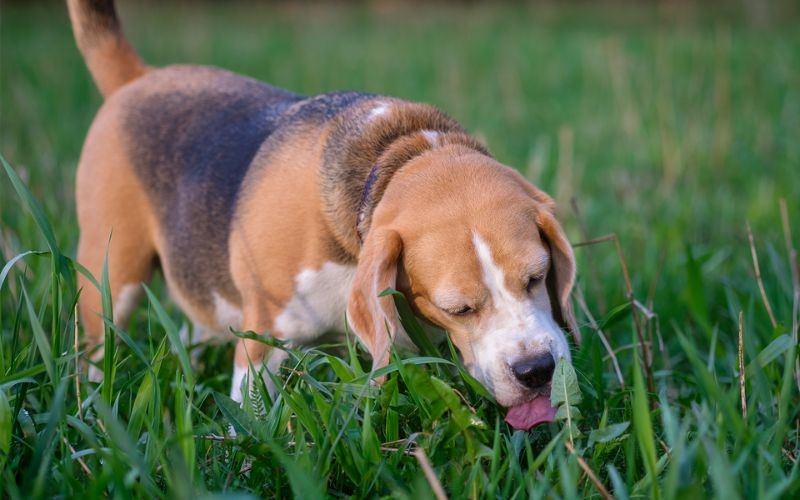 Why do dogs eat grass?